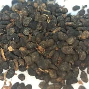 Dried Champak Seed