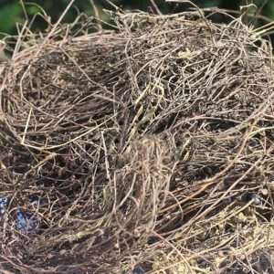 Dried Skunk Vine