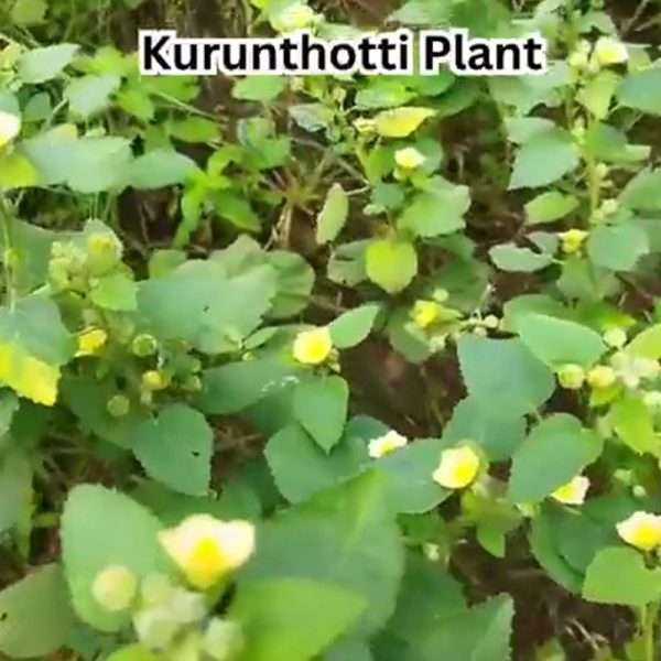 Best Dried Country Mallow (Kurunthotti / Khirainti) | 100% Natural Raw Herb - 250g - Image 2