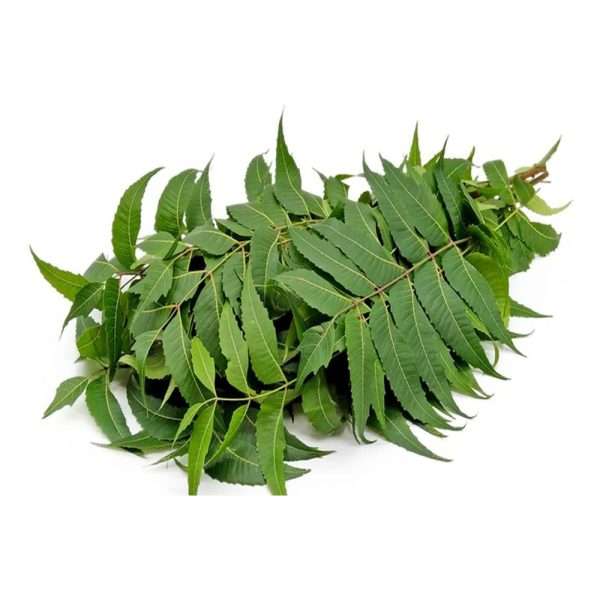 Best Dried Neem Leaves (Veppilai) | 100% Natural Raw Herb - 250g - Image 2